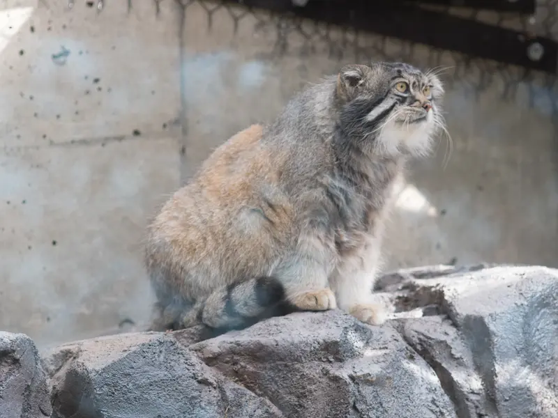 A photograph of Grusha in Asahiyama Zoo