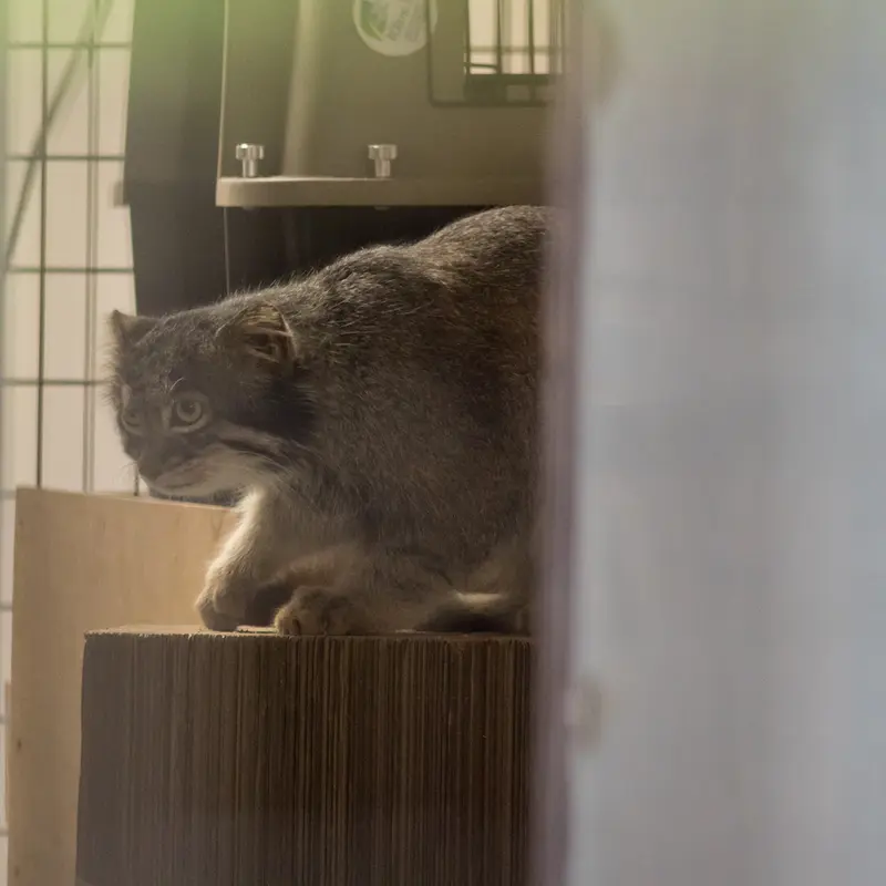 A photograph of Figa in Nogeyama Zoo