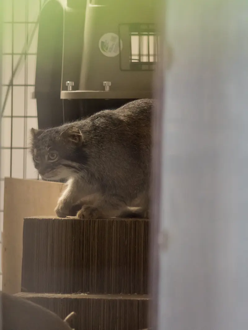 A photograph of Figa in Nogeyama Zoo