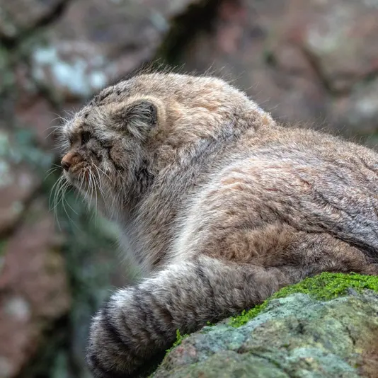 A photograph of Thomas O'Malley in Nordens Ark