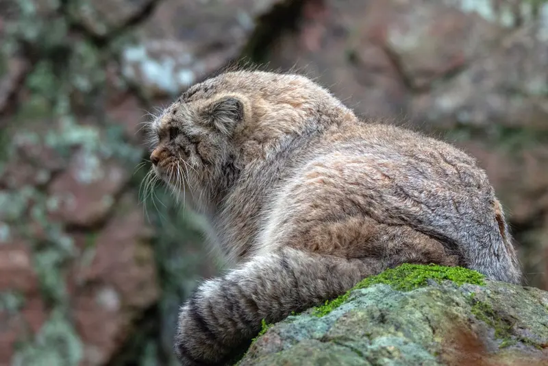 A photograph of Thomas O'Malley in Nordens Ark