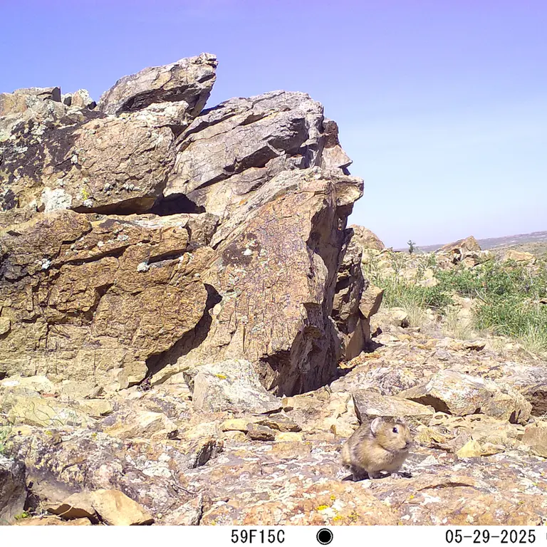 A photograph of Kazakh pika from Karashoky [new] camera trap