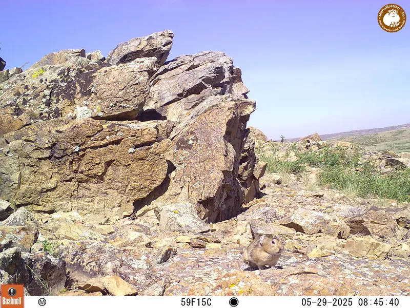 A photograph of Kazakh pika from Karashoky [new] camera trap
