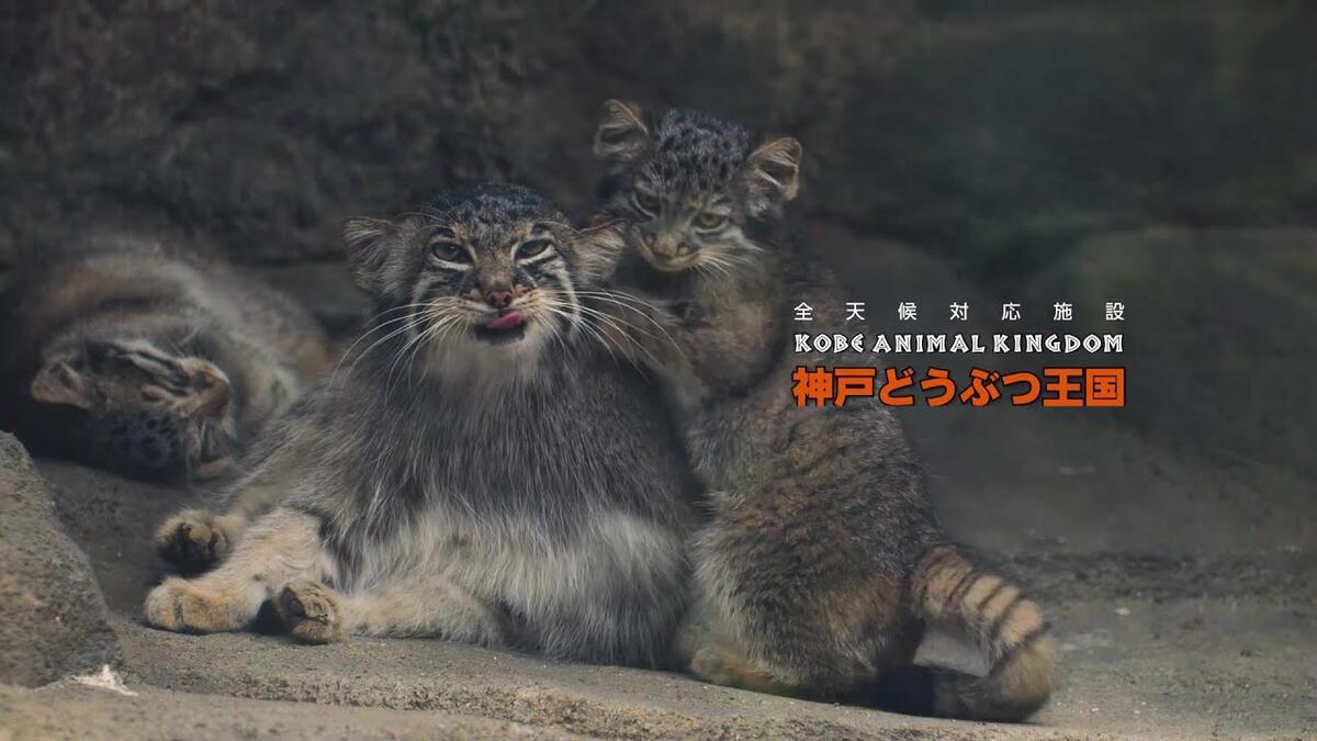 【まぬるぬこ】ことりのあそびば 吉徳 ぬいぐるみ ことりのね シリーズ 各種 - エステルノ