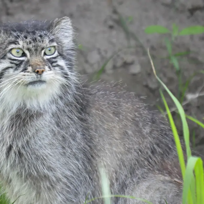 A photograph of a Pallas's cat in Dierenrijk Mierlo