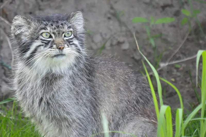 A photograph of a Pallas's cat in Dierenrijk Mierlo