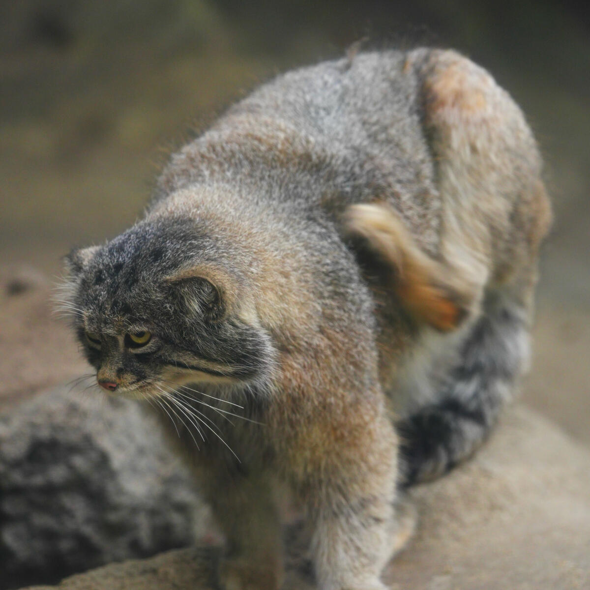 A photograph of Nar in Kobe Animal Kingdom • Manulization - Pallas’s Cats