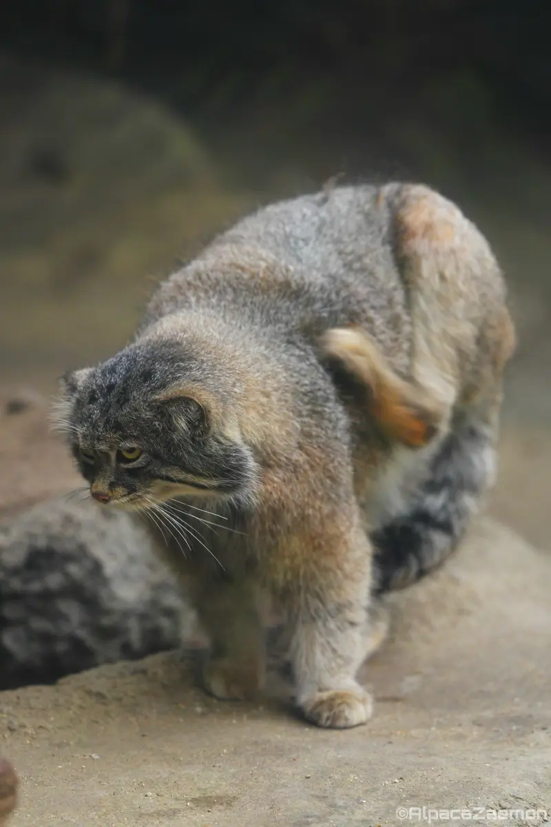 A photograph of Nar in Kobe Animal Kingdom