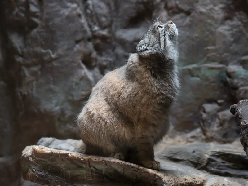 A photograph of Primula in Ueno Zoological Gardens