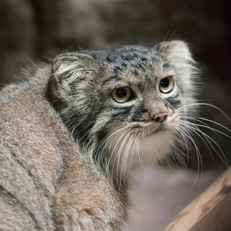 A photograph of Shafran in Ueno Zoological Gardens