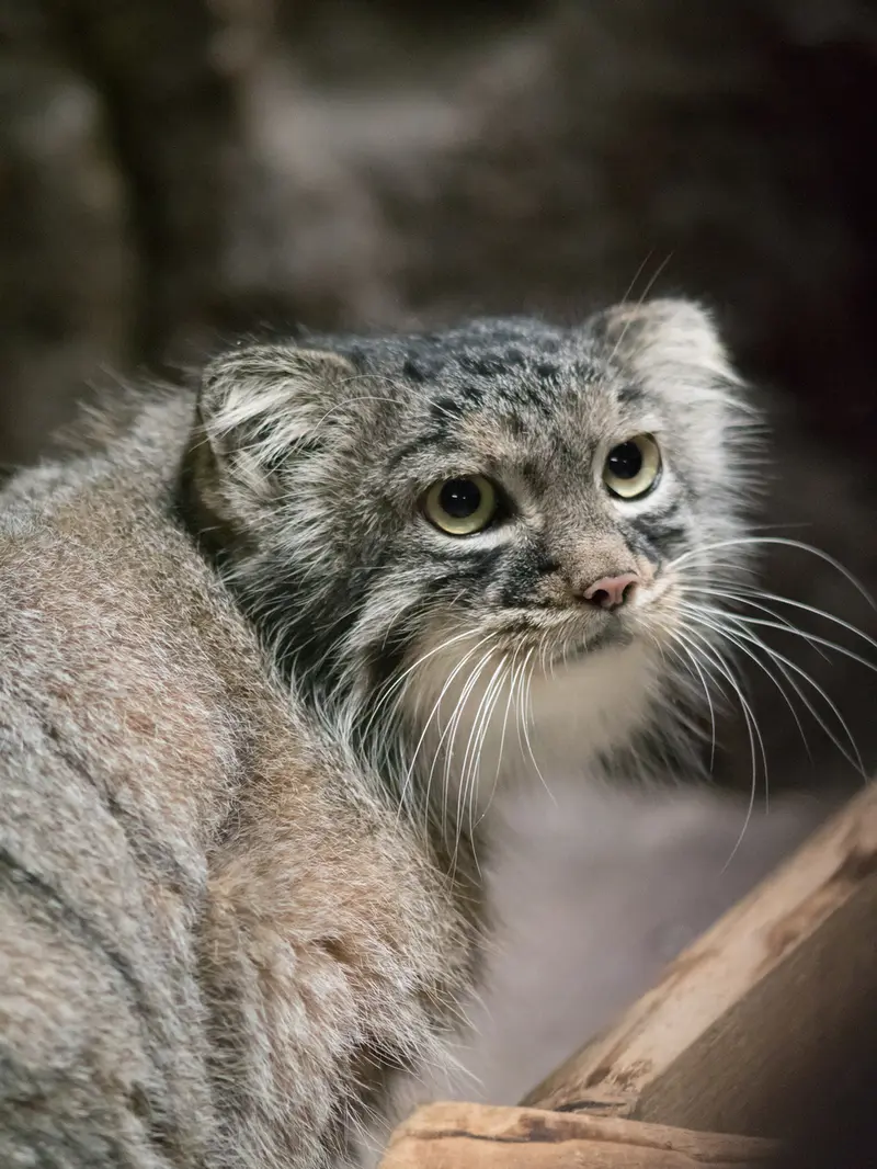 A photograph of Shafran in Ueno Zoological Gardens