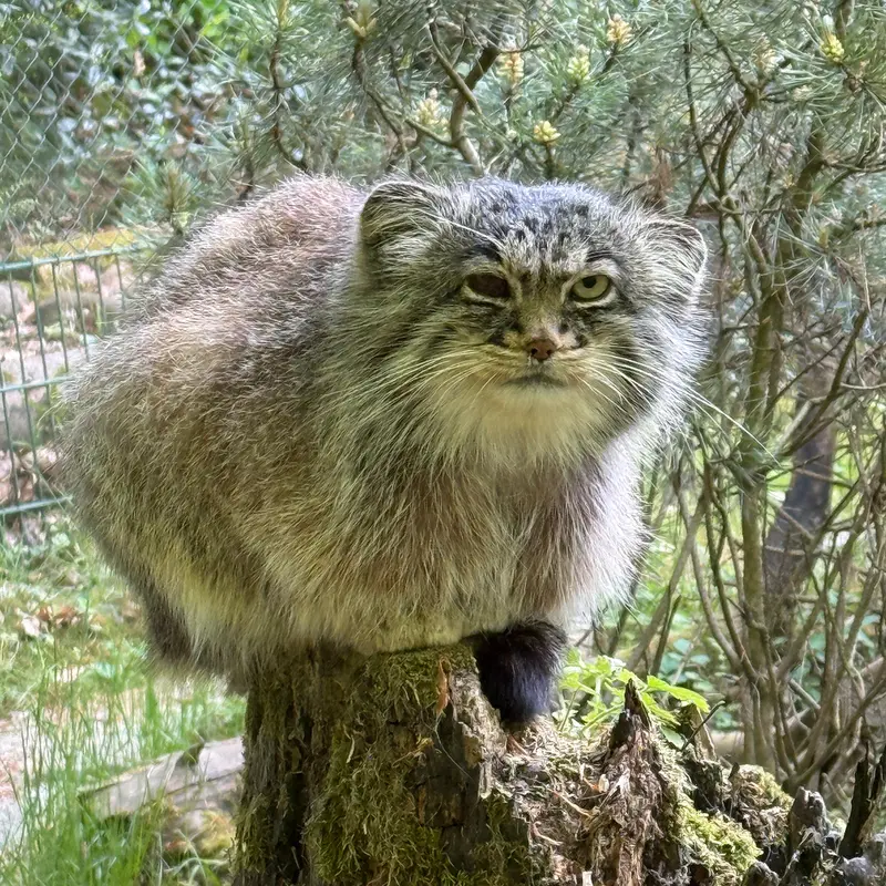 A photograph of Batu in Opel Zoo