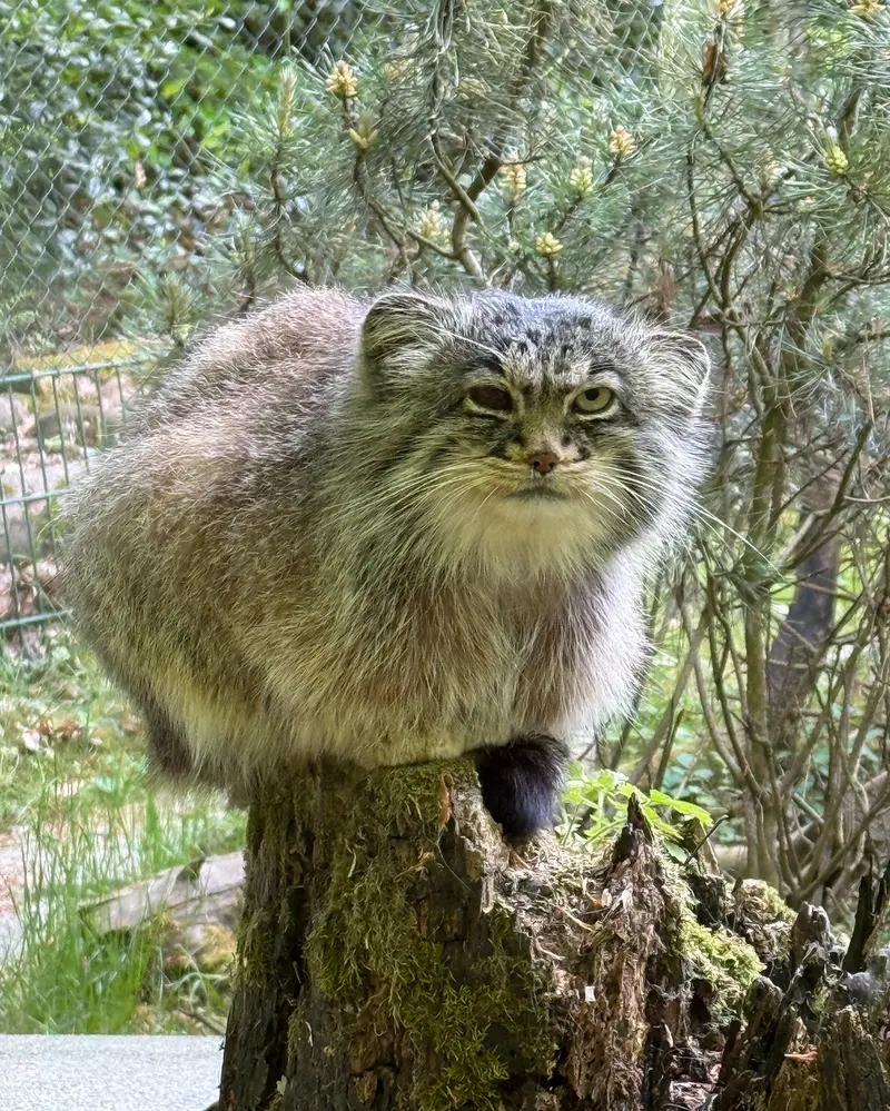 A photograph of Batu in Opel Zoo