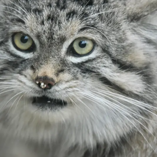 A photograph of Lev in Kobe Animal Kingdom