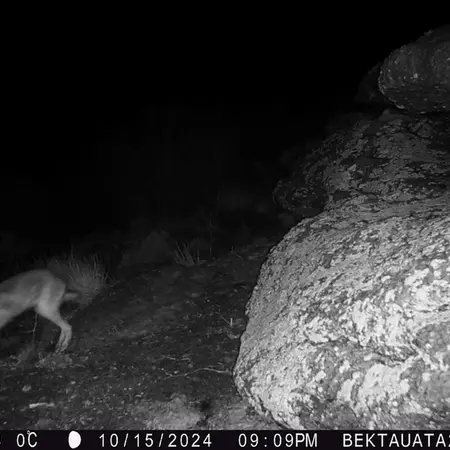 A photograph of European hare from Bektauata 2 camera trap