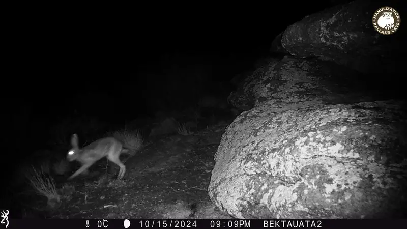 A photograph of European hare from Bektauata 2 camera trap