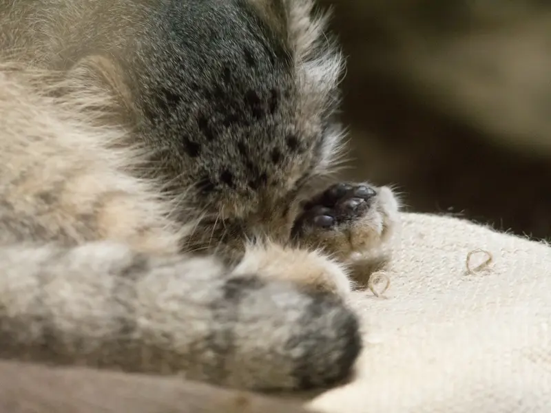 A photograph of Klyon in Ueno Zoological Gardens