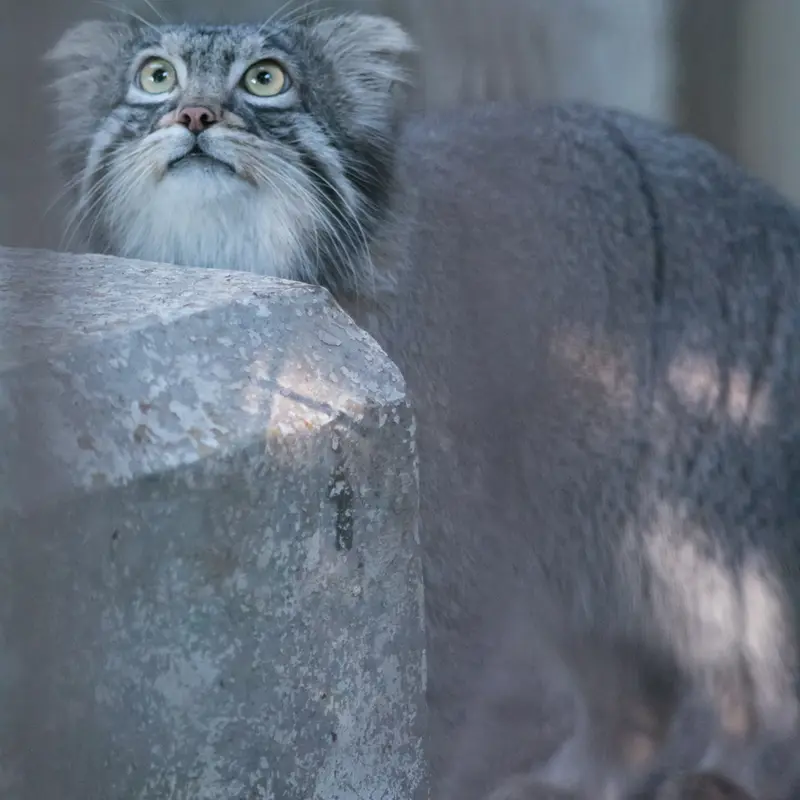A photograph of Figa in Nogeyama Zoo