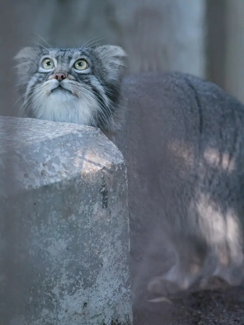 A photograph of Figa in Nogeyama Zoo