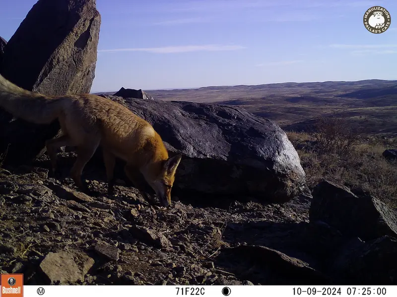 A photograph of Red fox from Koshkar camera trap