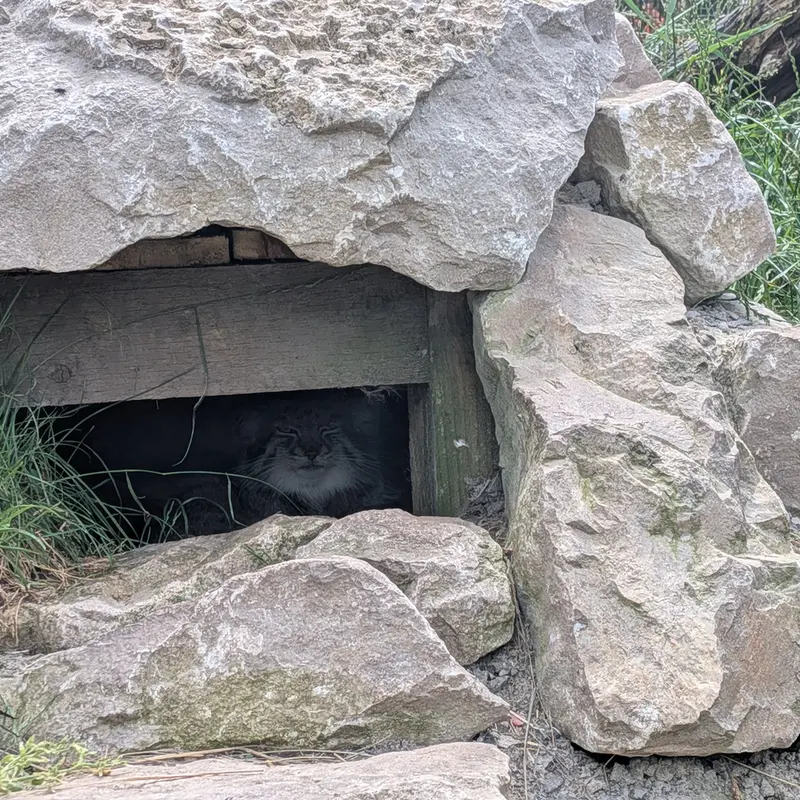 A photograph of Khutga in The Lakeland Wildlife Oasis