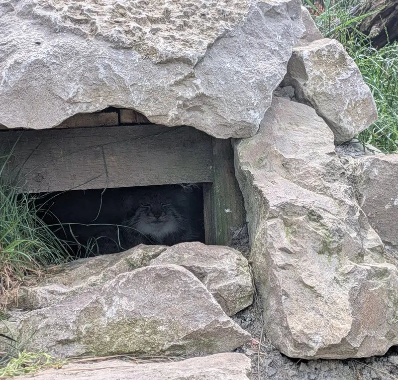 A photograph of Khutga in The Lakeland Wildlife Oasis