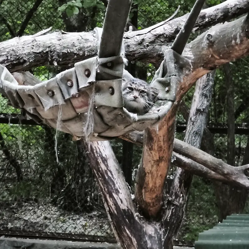 A photograph of Mia in Novosibirsk Zoo