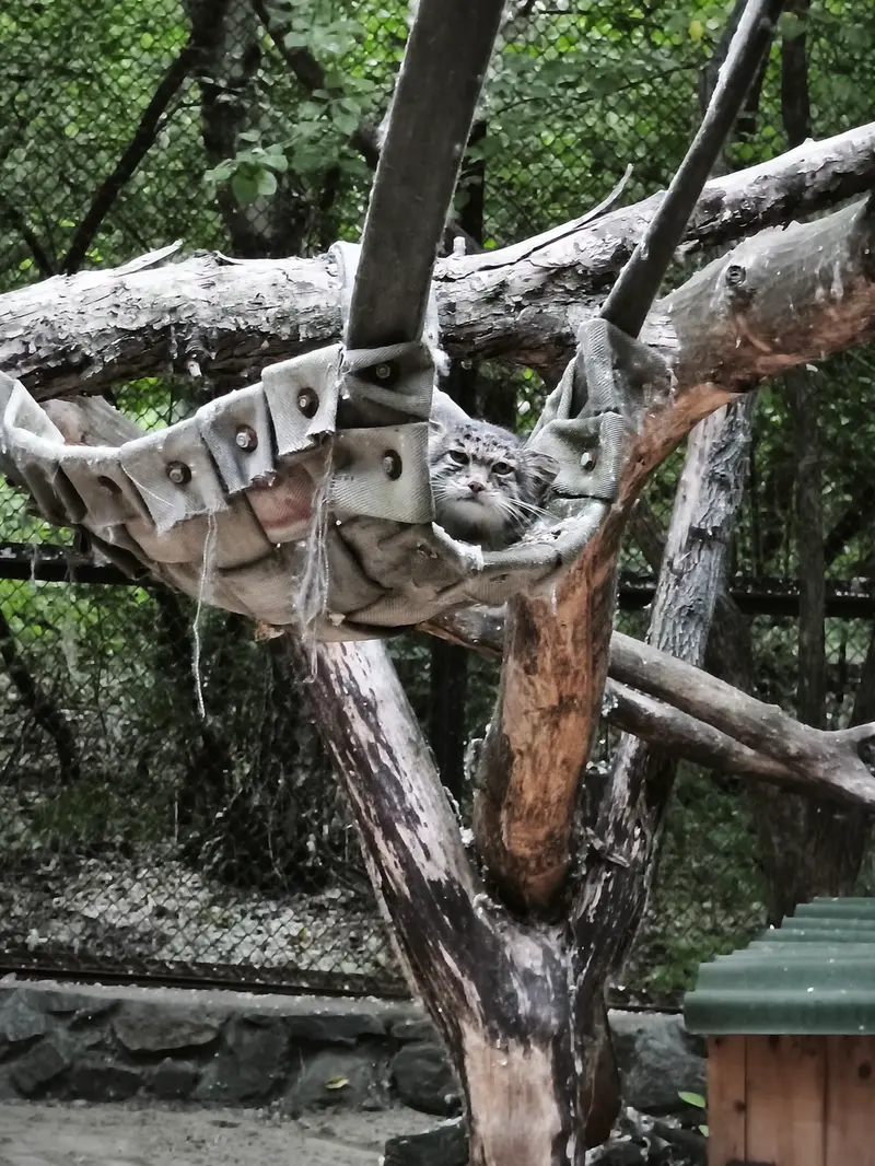A photograph of Mia in Novosibirsk Zoo