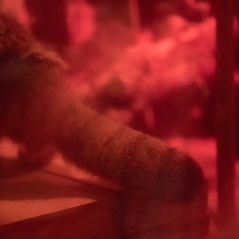 A photograph of Naim in Ueno Zoological Gardens