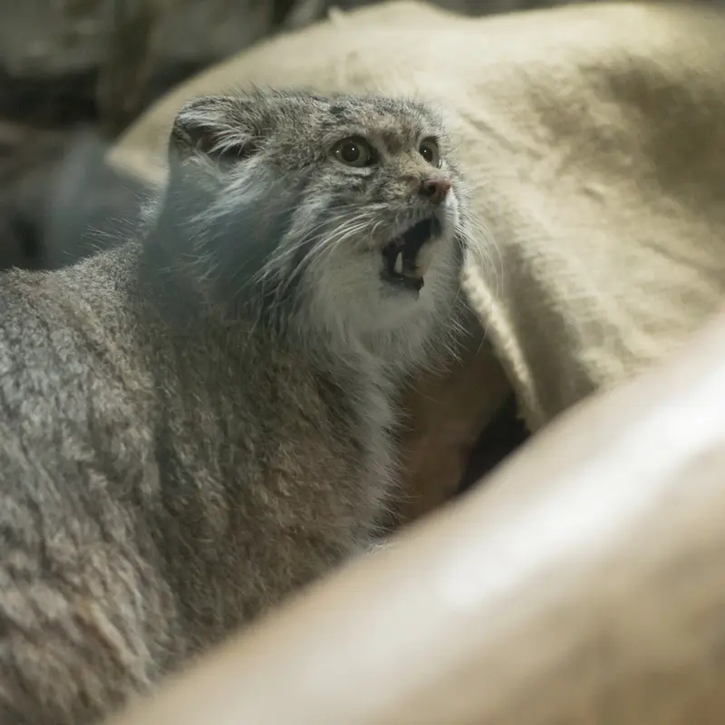 A photograph of Klyon in Ueno Zoological Gardens