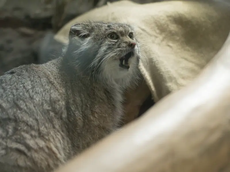 A photograph of Klyon in Ueno Zoological Gardens