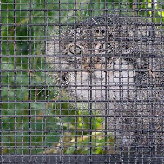A photograph of Muztau in Brno Zoo