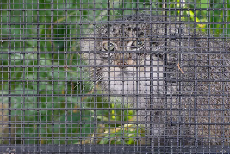 A photograph of Muztau in Brno Zoo