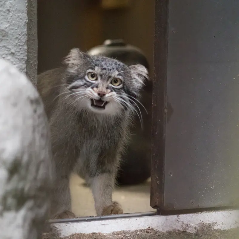 A photograph of Figa in Nogeyama Zoo