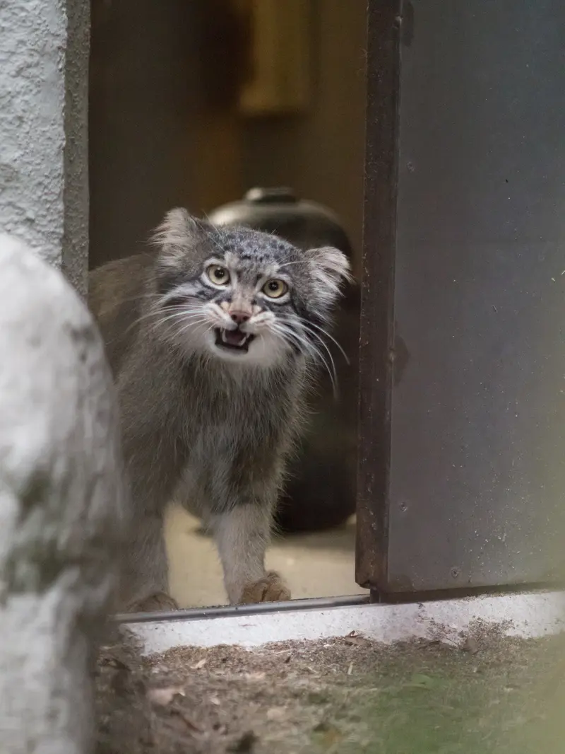A photograph of Figa in Nogeyama Zoo
