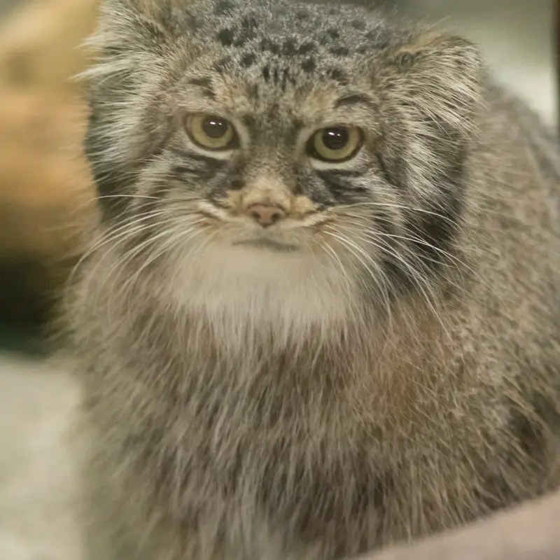 A photograph of Shafran in Ueno Zoological Gardens