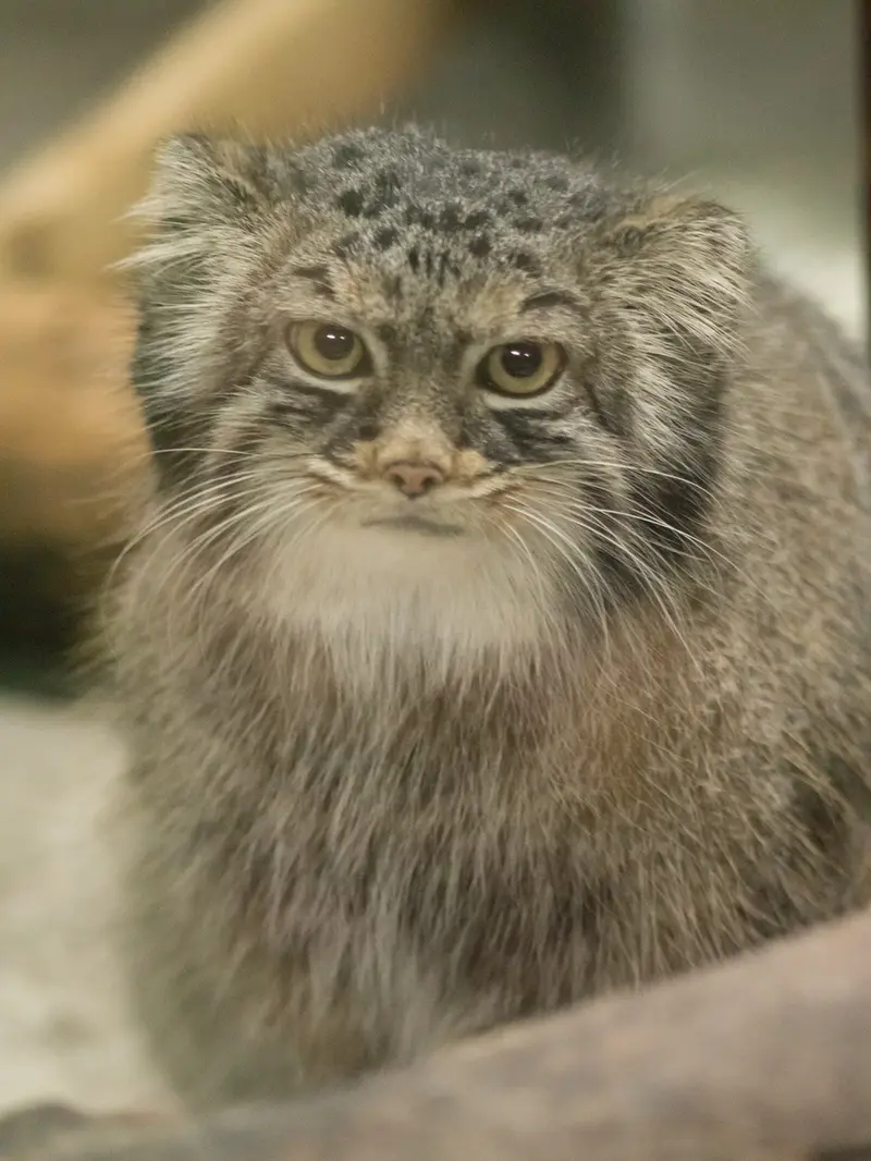 A photograph of Shafran in Ueno Zoological Gardens