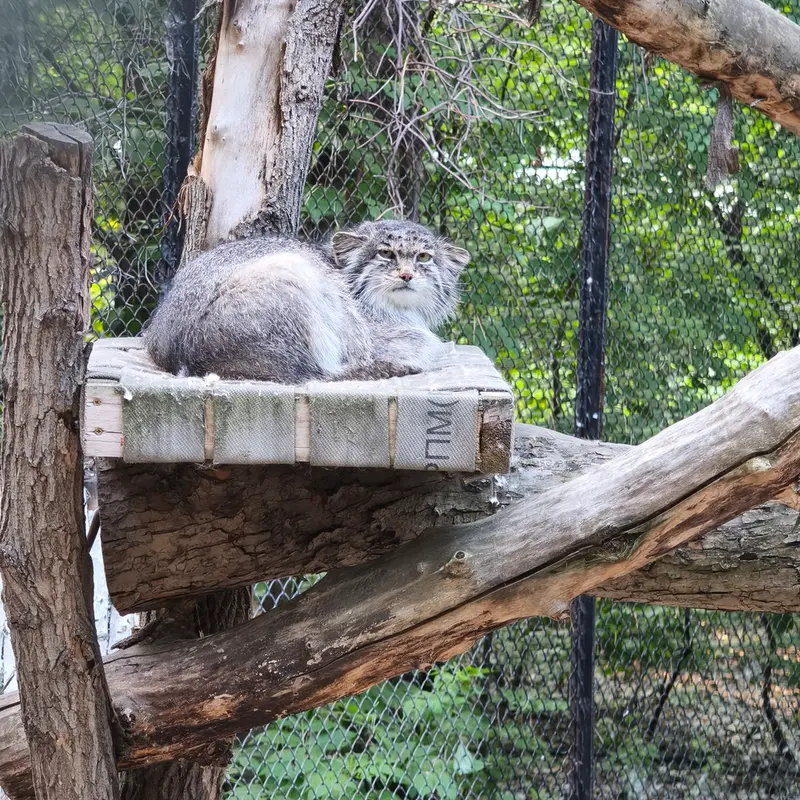 A photograph of Mia in Novosibirsk Zoo