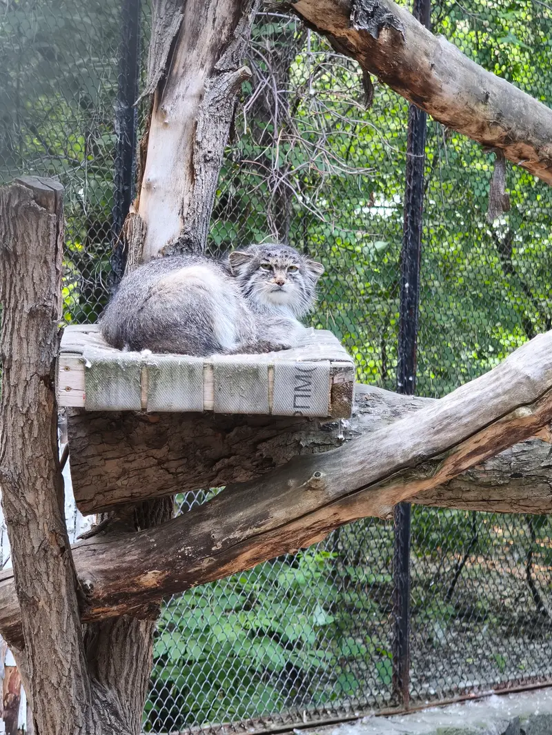 A photograph of Mia in Novosibirsk Zoo
