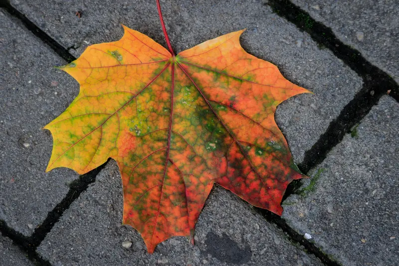 The Art of Manul Photography: The Colors of Autumn