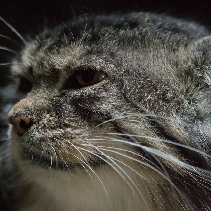 A photograph of Primula in Ueno Zoological Gardens