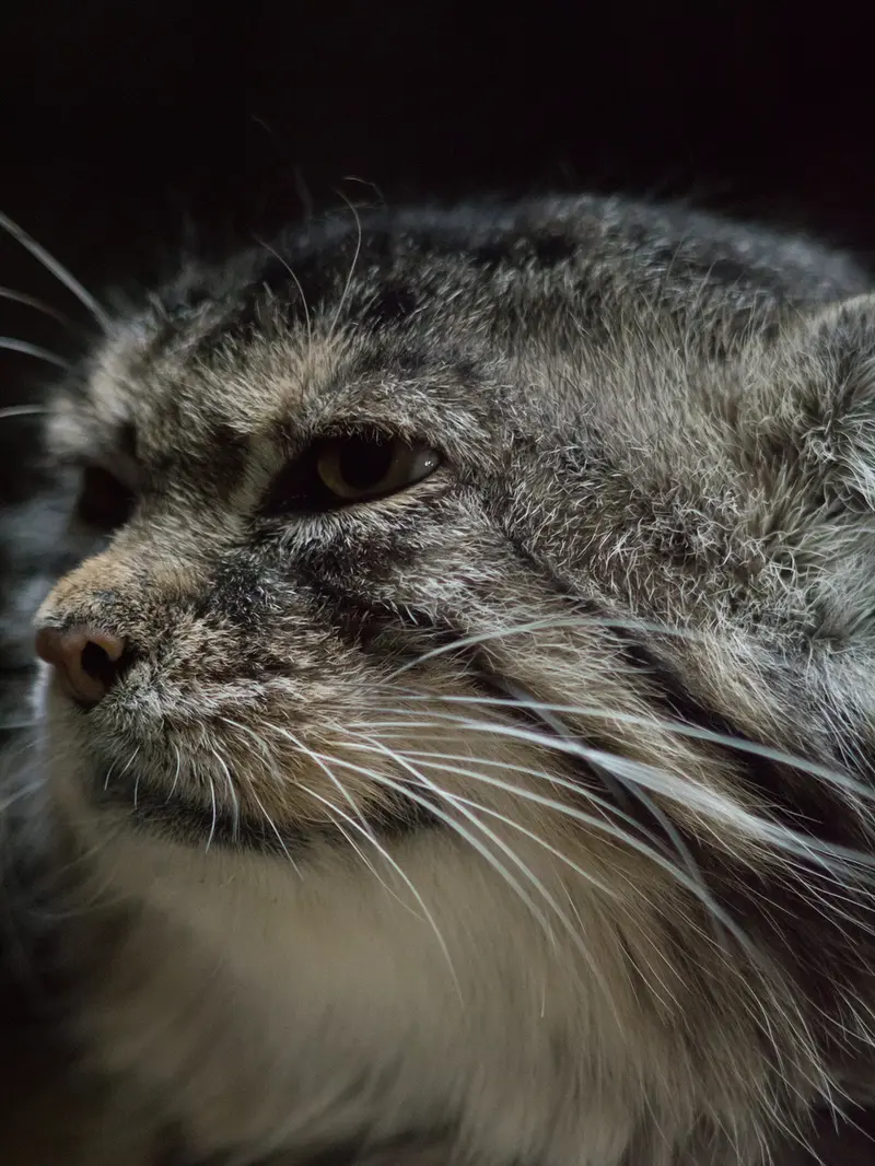 A photograph of Primula in Ueno Zoological Gardens