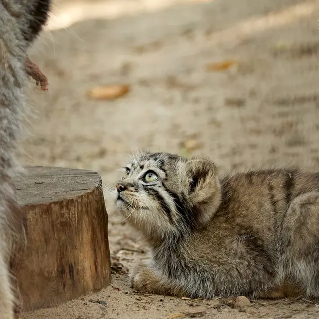 A photograph of Eve in Novosibirsk Zoo