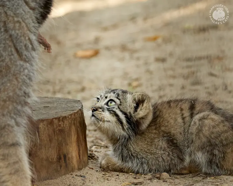A photograph of Eve and Boris in Novosibirsk Zoo