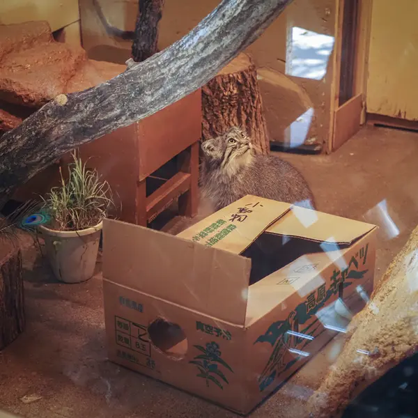 A photograph of Oliva in Saitama Children's Zoo