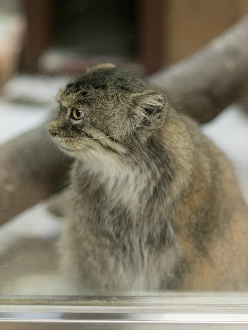 A photograph of Primula in Ueno Zoological Gardens