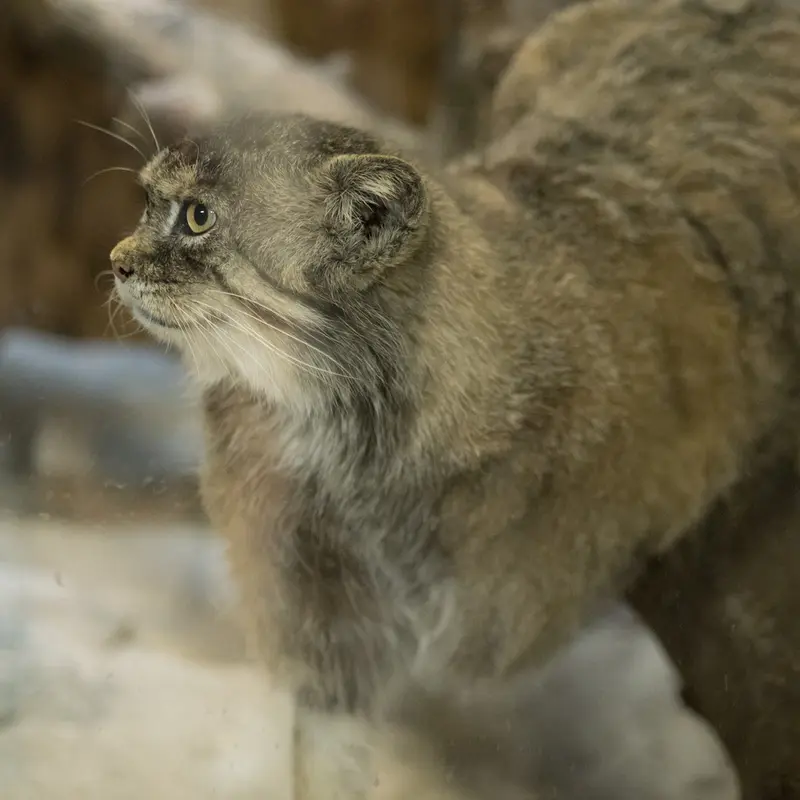 A photograph of Primula in Ueno Zoological Gardens