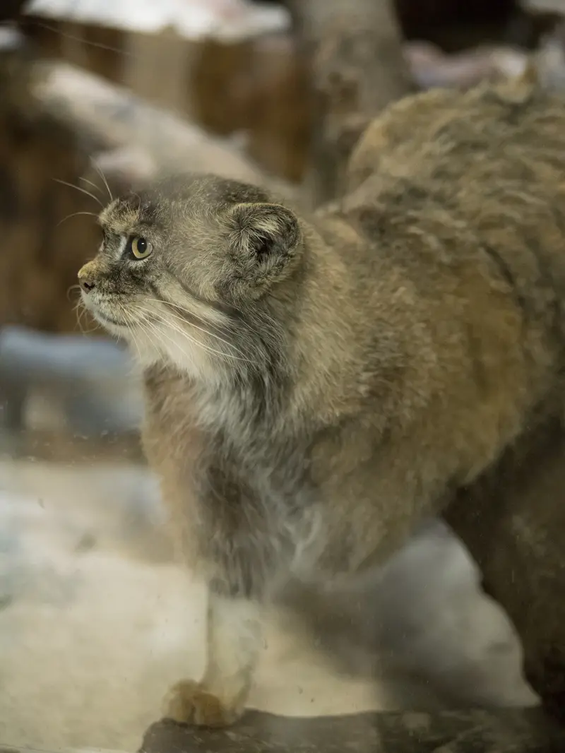 A photograph of Primula in Ueno Zoological Gardens