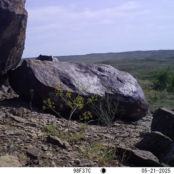 A photograph of Kazakh pika from Koshkar camera trap