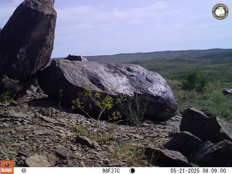 A photograph of Kazakh pika from Koshkar camera trap